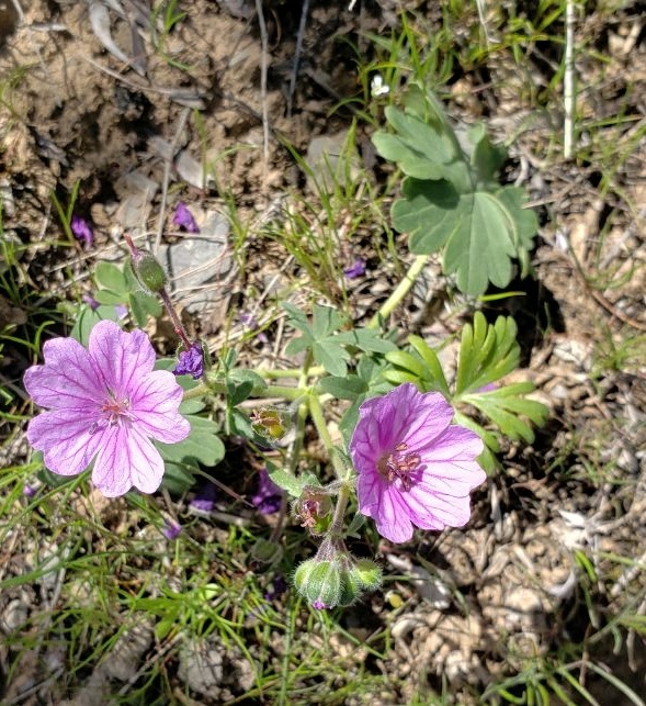 Изображение особи Geranium charlesii.