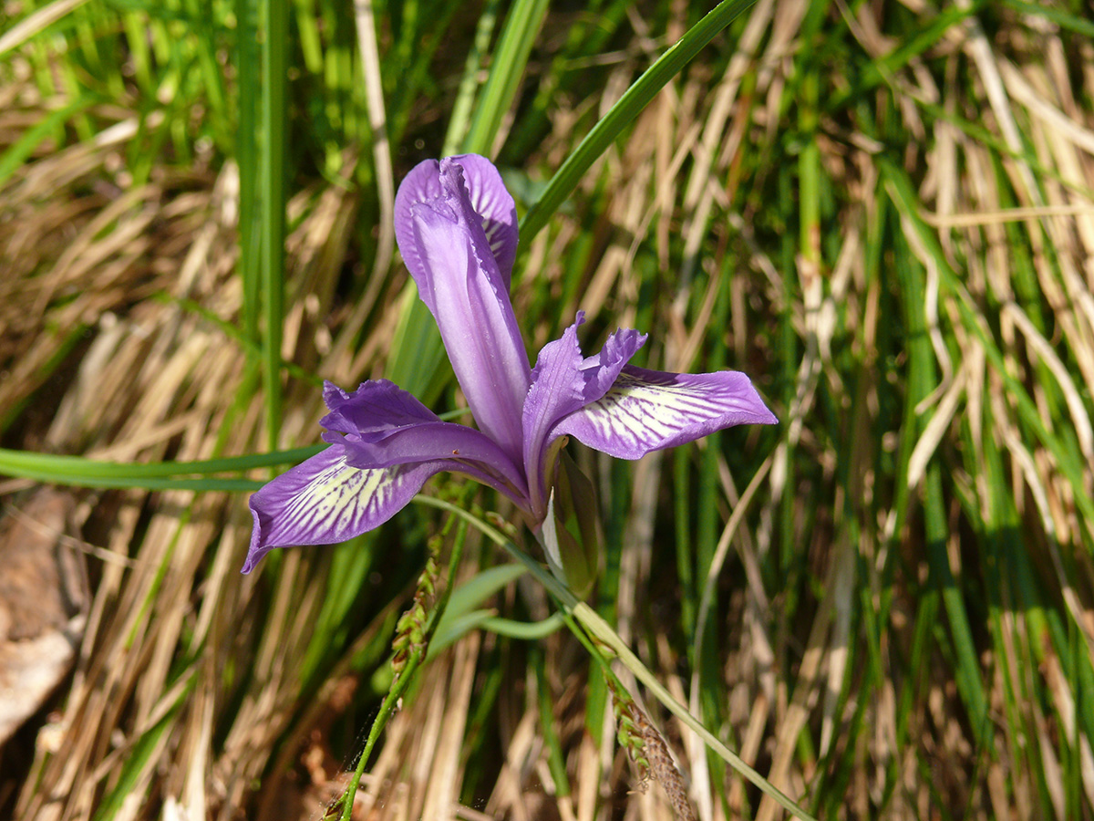 Image of Iris ruthenica specimen.