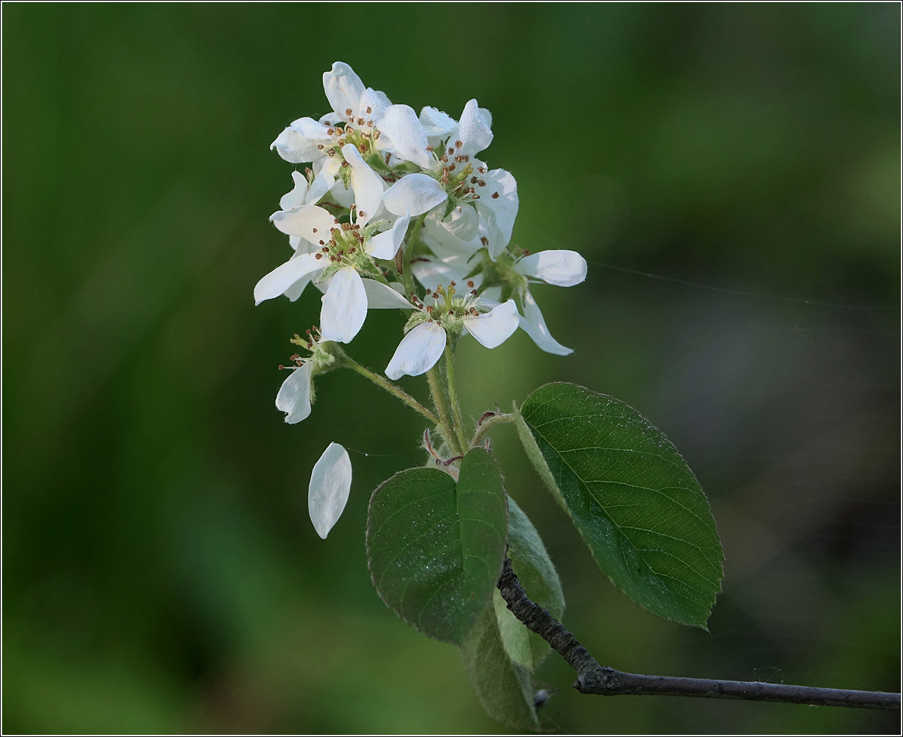 Изображение особи Amelanchier spicata.