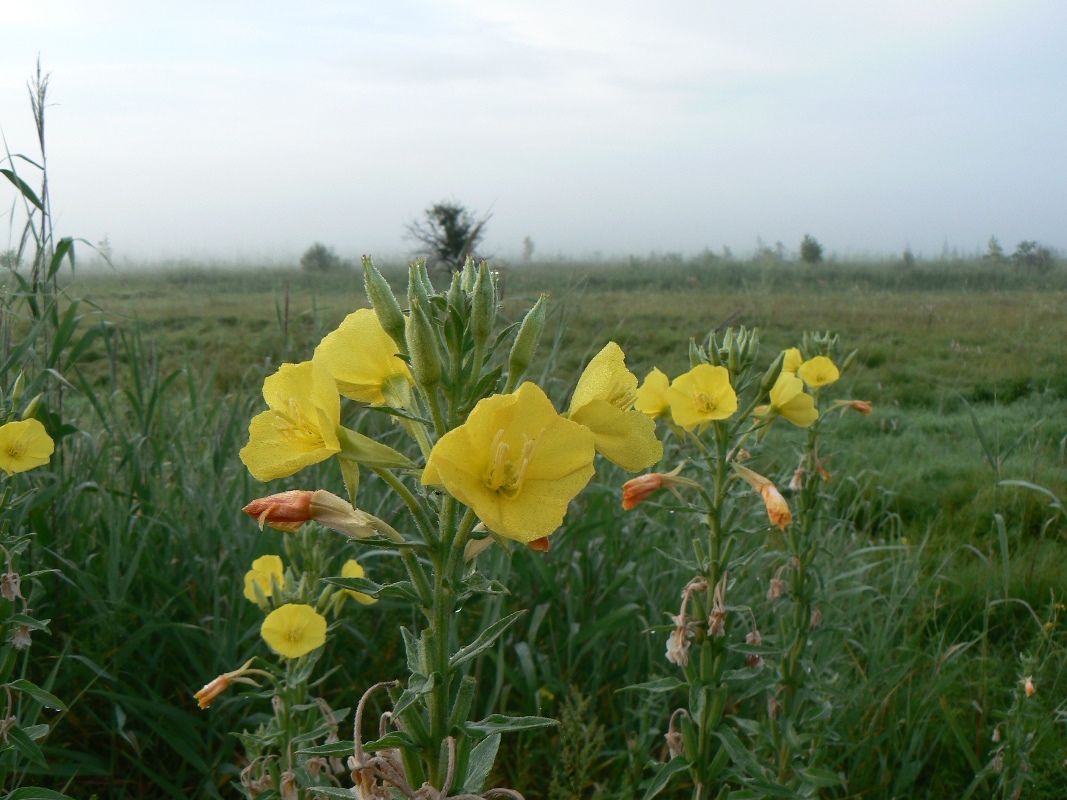 Image of Oenothera villosa specimen.