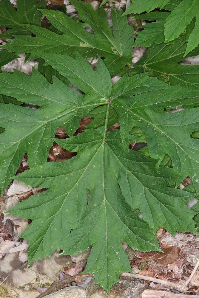 Изображение особи Heracleum sommieri.