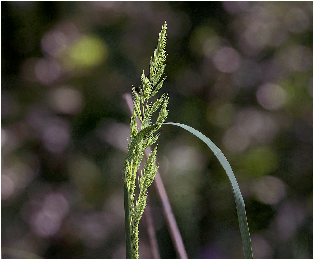 Изображение особи Calamagrostis epigeios.