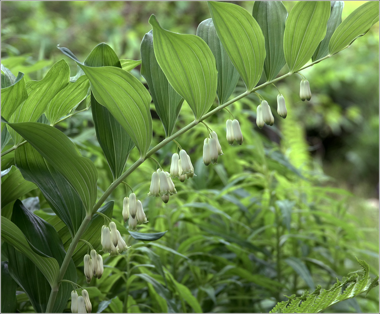 Изображение особи Polygonatum multiflorum.