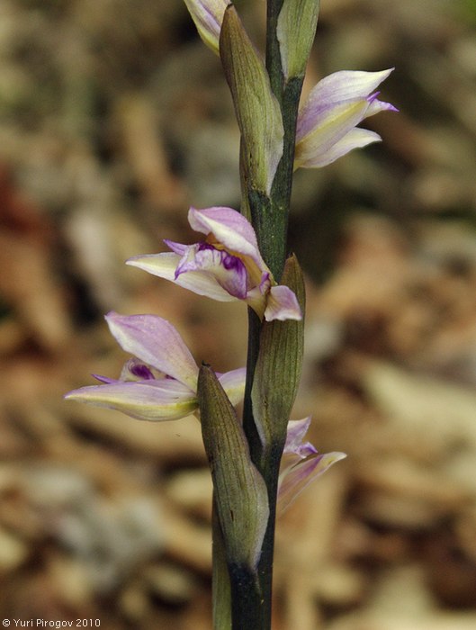 Image of Limodorum abortivum specimen.