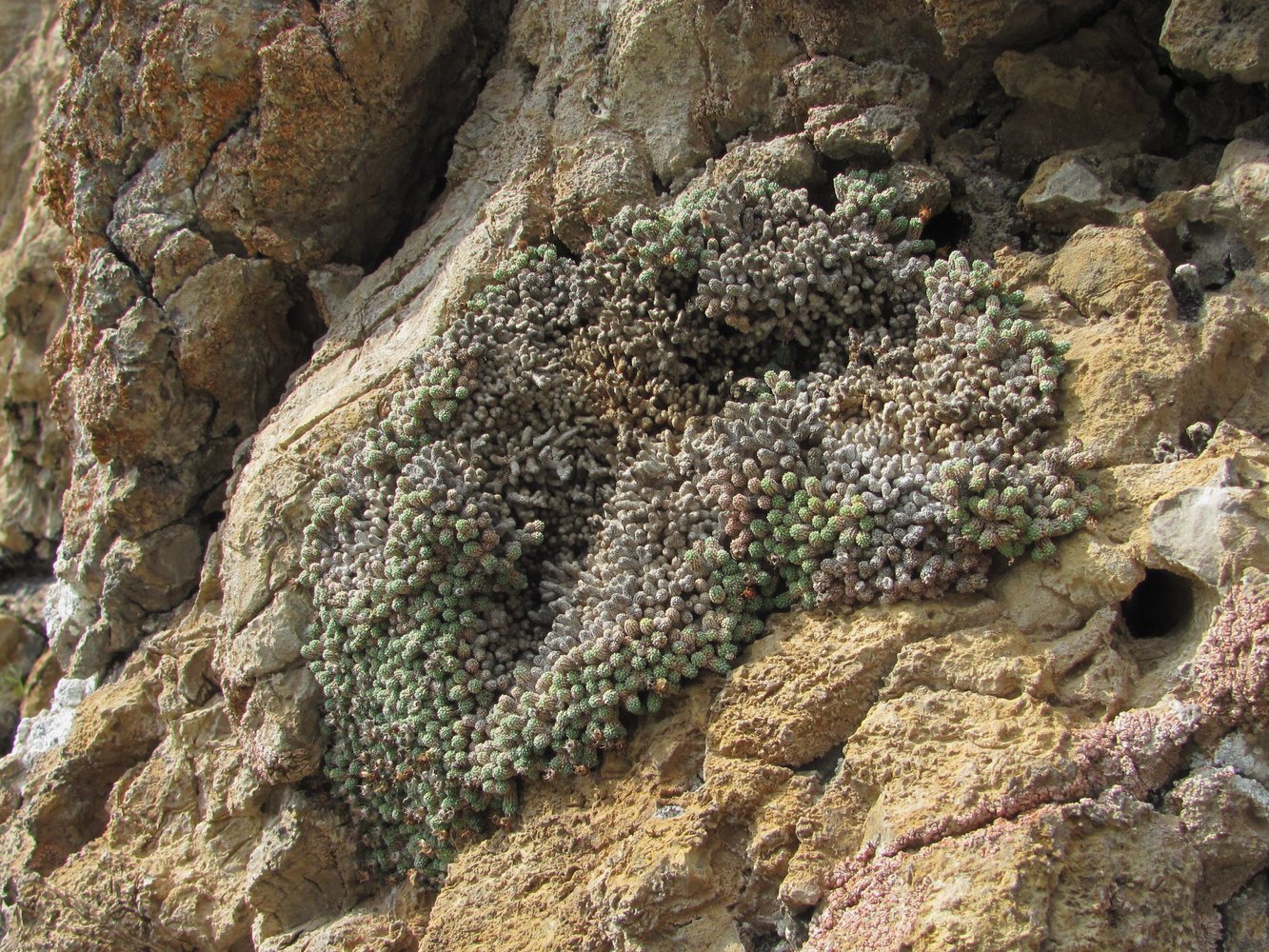 Image of Saxifraga columnaris specimen.