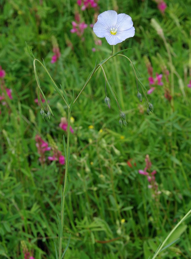 Image of genus Linum specimen.