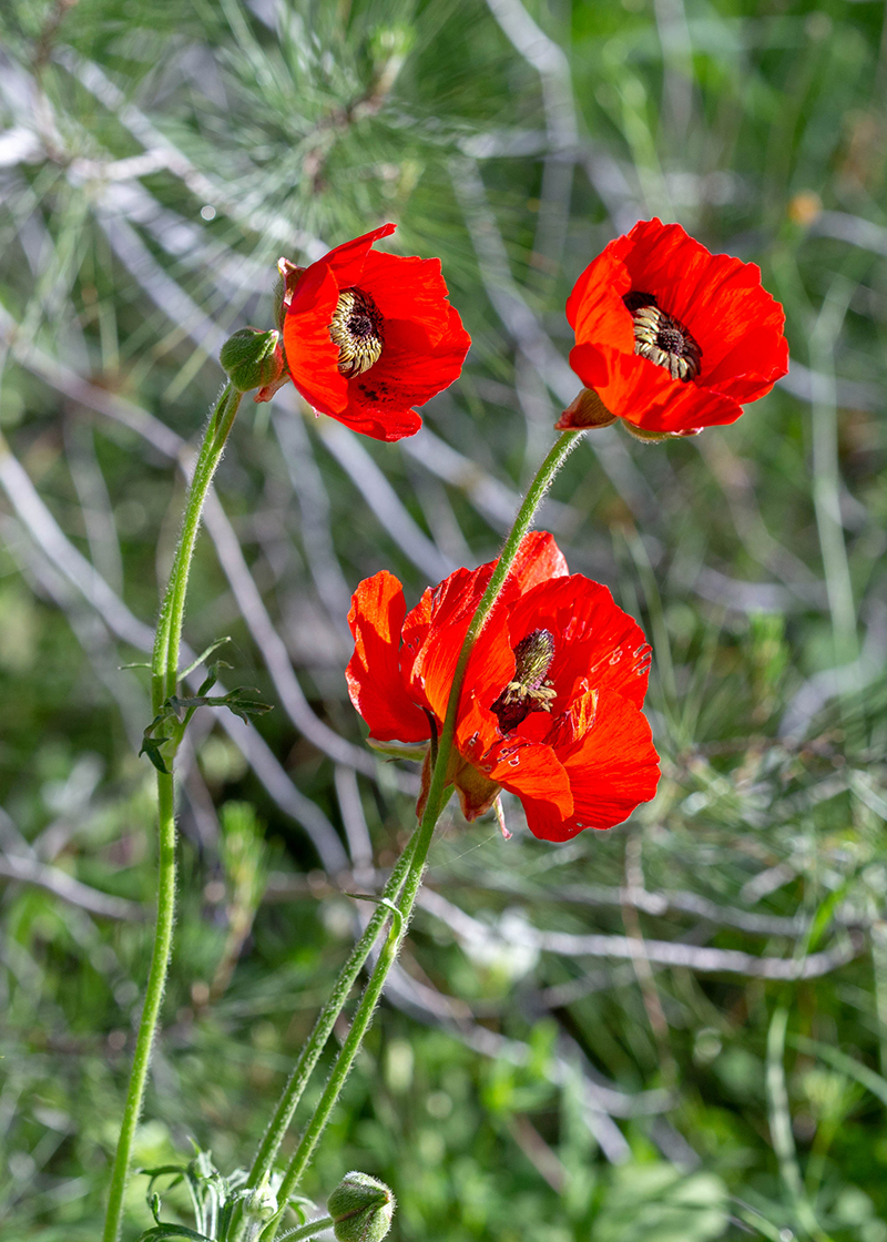 Image of Ranunculus asiaticus specimen.