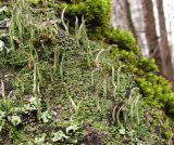 genus Cladonia. Талломы с подециями. Московская обл., Одинцовский р-н, окр. г. Кубинка, на старом пне. 12.04.2022.