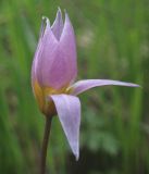 Tulipa riparia