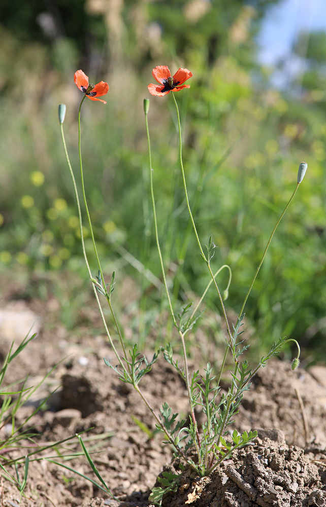 Image of Papaver tichomirovii specimen.