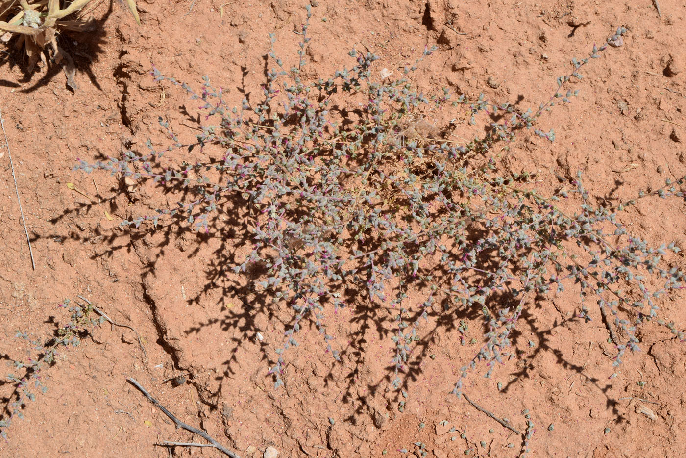 Image of Salsola turkestanica specimen.