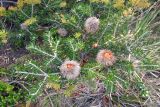 Banksia marginata