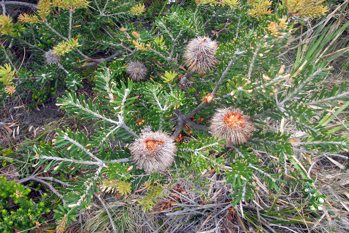 Image of Banksia marginata specimen.