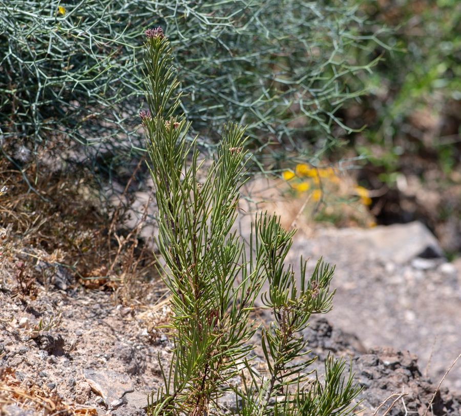 Изображение особи Campylanthus salsoloides.