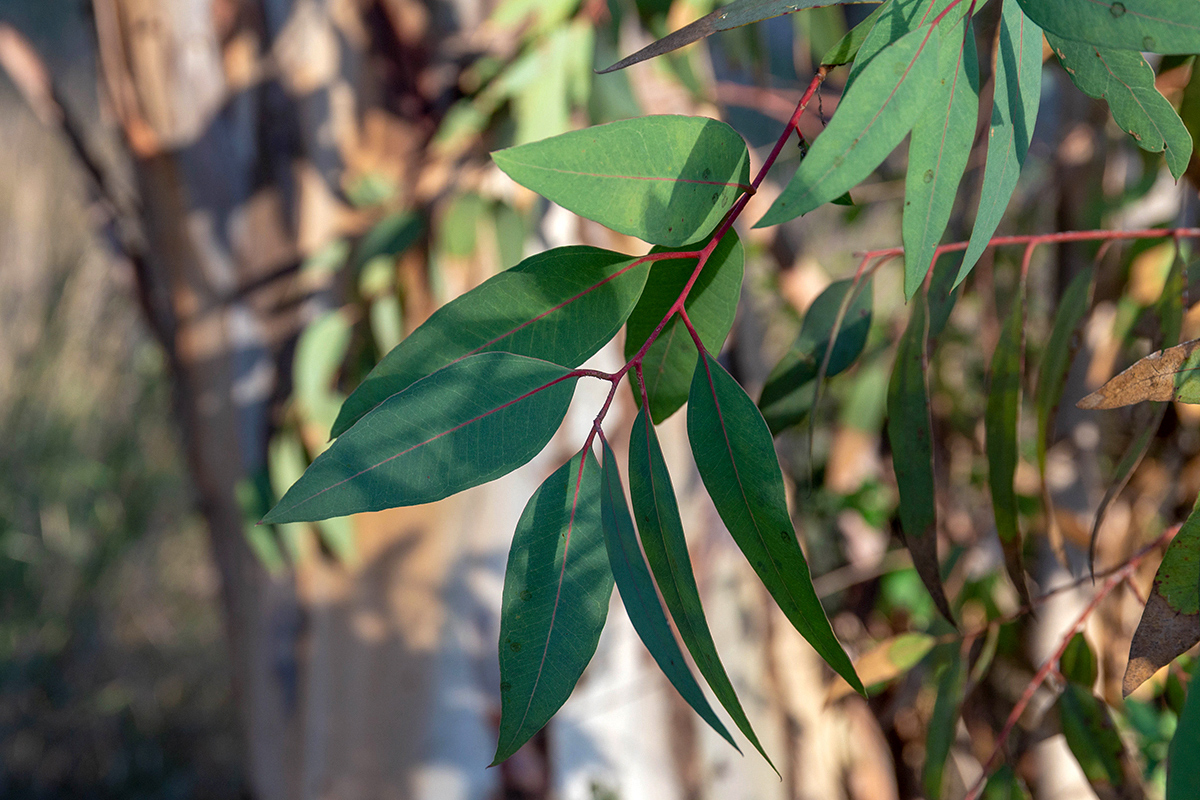 Изображение особи Eucalyptus camaldulensis.