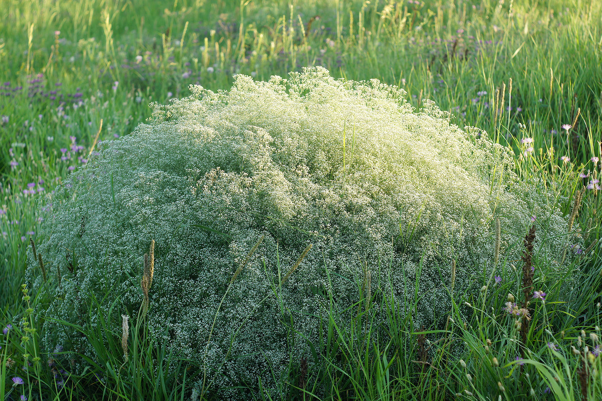 Image of Gypsophila paniculata specimen.