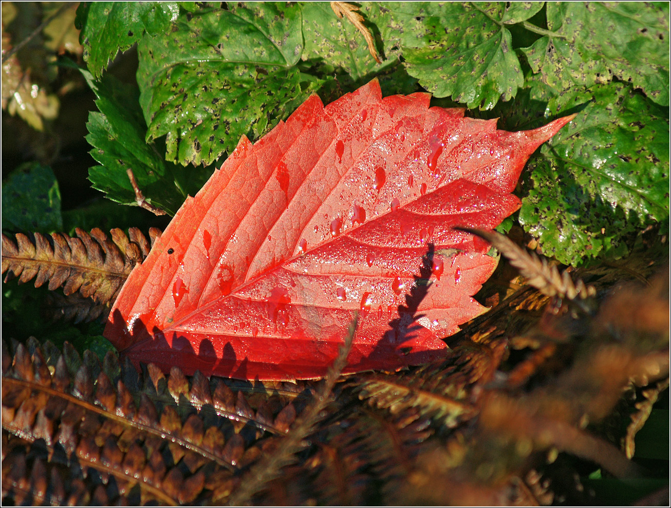 Image of Parthenocissus quinquefolia specimen.