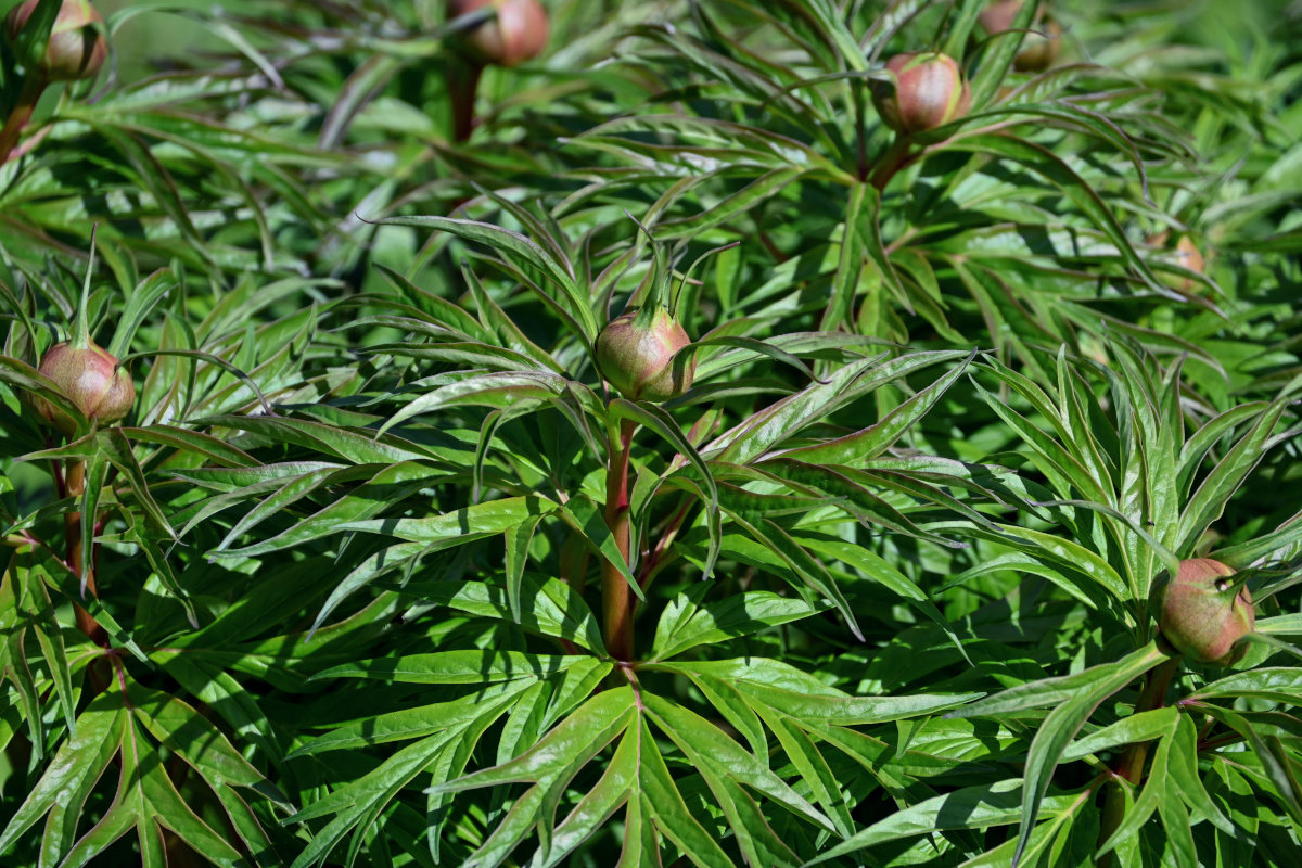 Image of Paeonia anomala specimen.