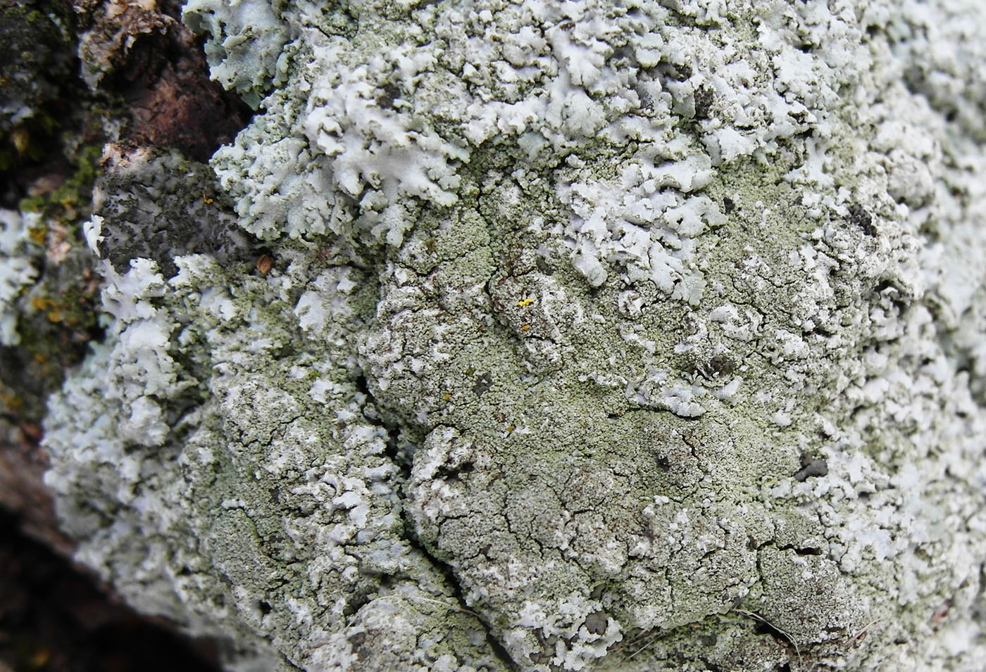 Image of Physcia dimidiata specimen.