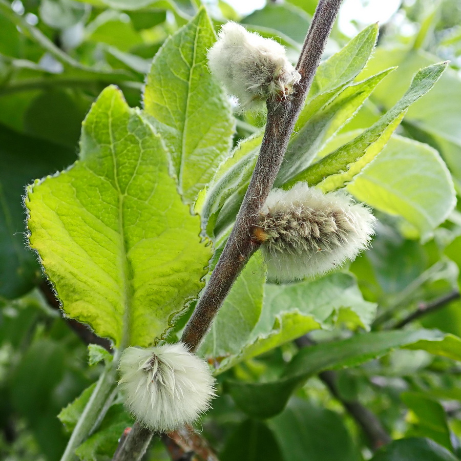 Image of Salix abscondita specimen.