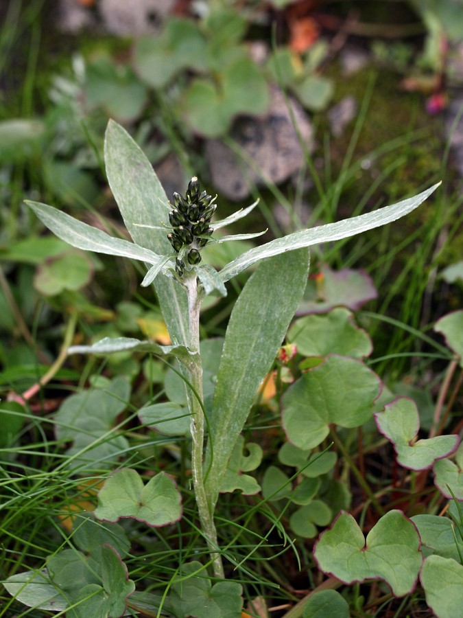 Image of Omalotheca norvegica specimen.