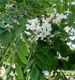 Robinia pseudoacacia