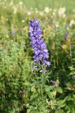 Delphinium bracteosum. Верхушка цветущего растения. Чечня, Итум-Калинский р-н, окр. ур. Цамадой, выс. 2100 м н.у.м., луг на берегу озерца. 6 августа 2023 г.