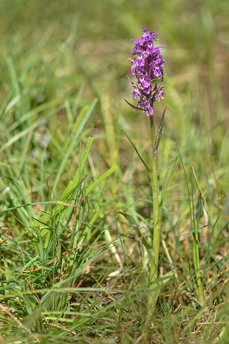 Image of Dactylorhiza urvilleana specimen.