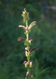 Pedicularis sceptrum-carolinum. Верхушка отцветающего растения. Республика Саха (Якутия), Хангаласский улус, правый берег р. Сиинэ (Синяя), влажная лужайка в устье ручья. 26.07.2023.