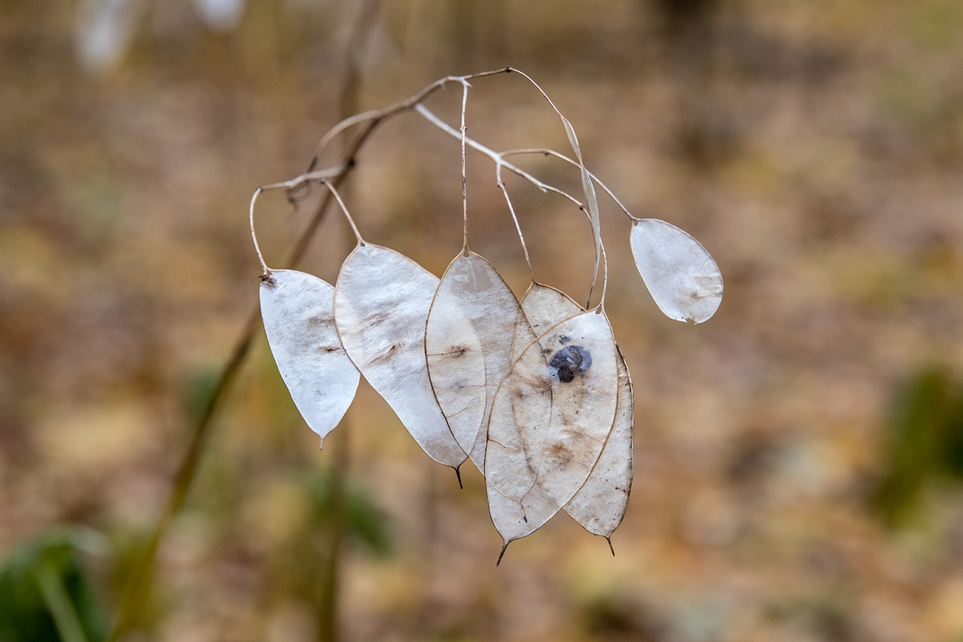 Image of Lunaria rediviva specimen.