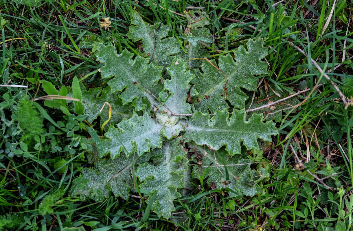 Image of Onopordum acanthium specimen.