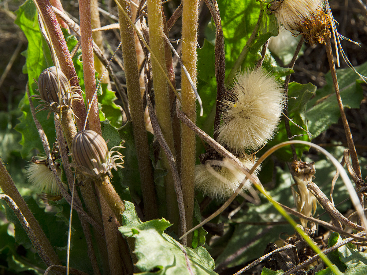 Изображение особи Taraxacum serotinum.