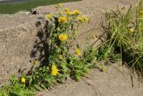 Inula britannica