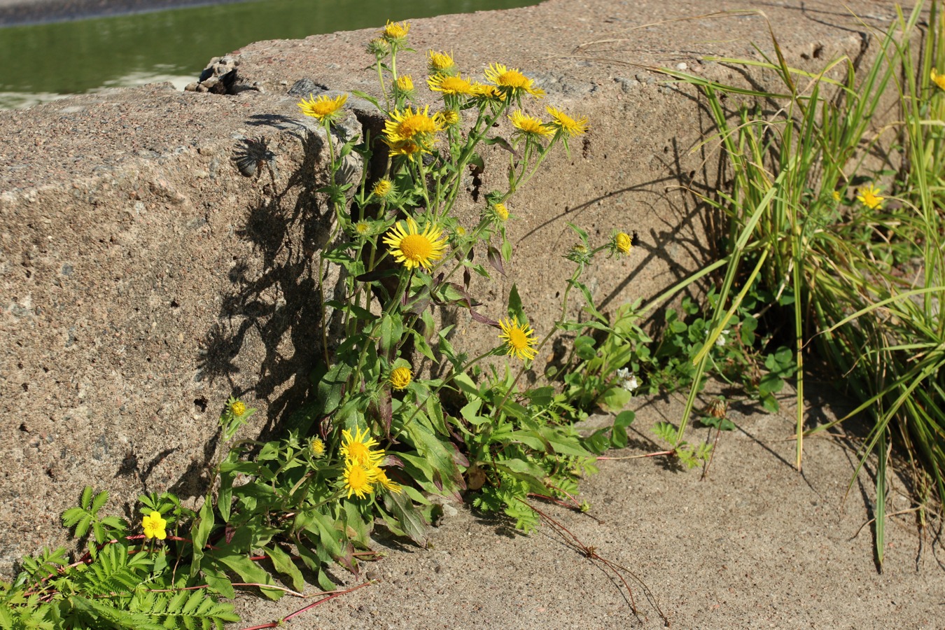 Image of Inula britannica specimen.