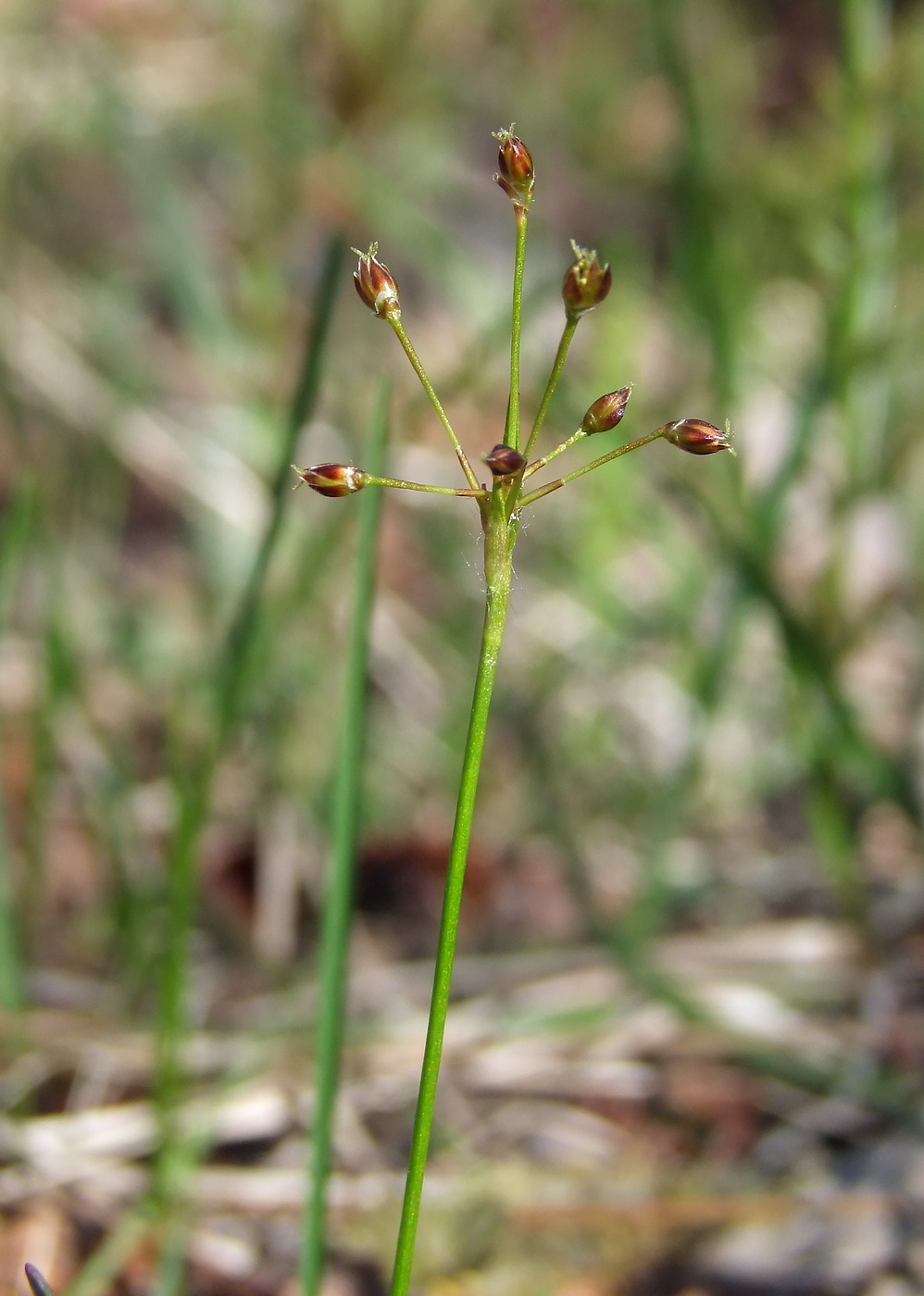 Изображение особи Luzula rufescens.