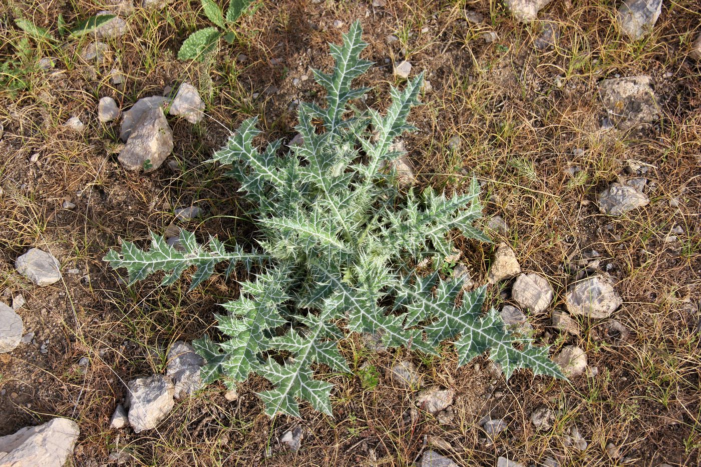 Изображение особи Echinops leucographus.