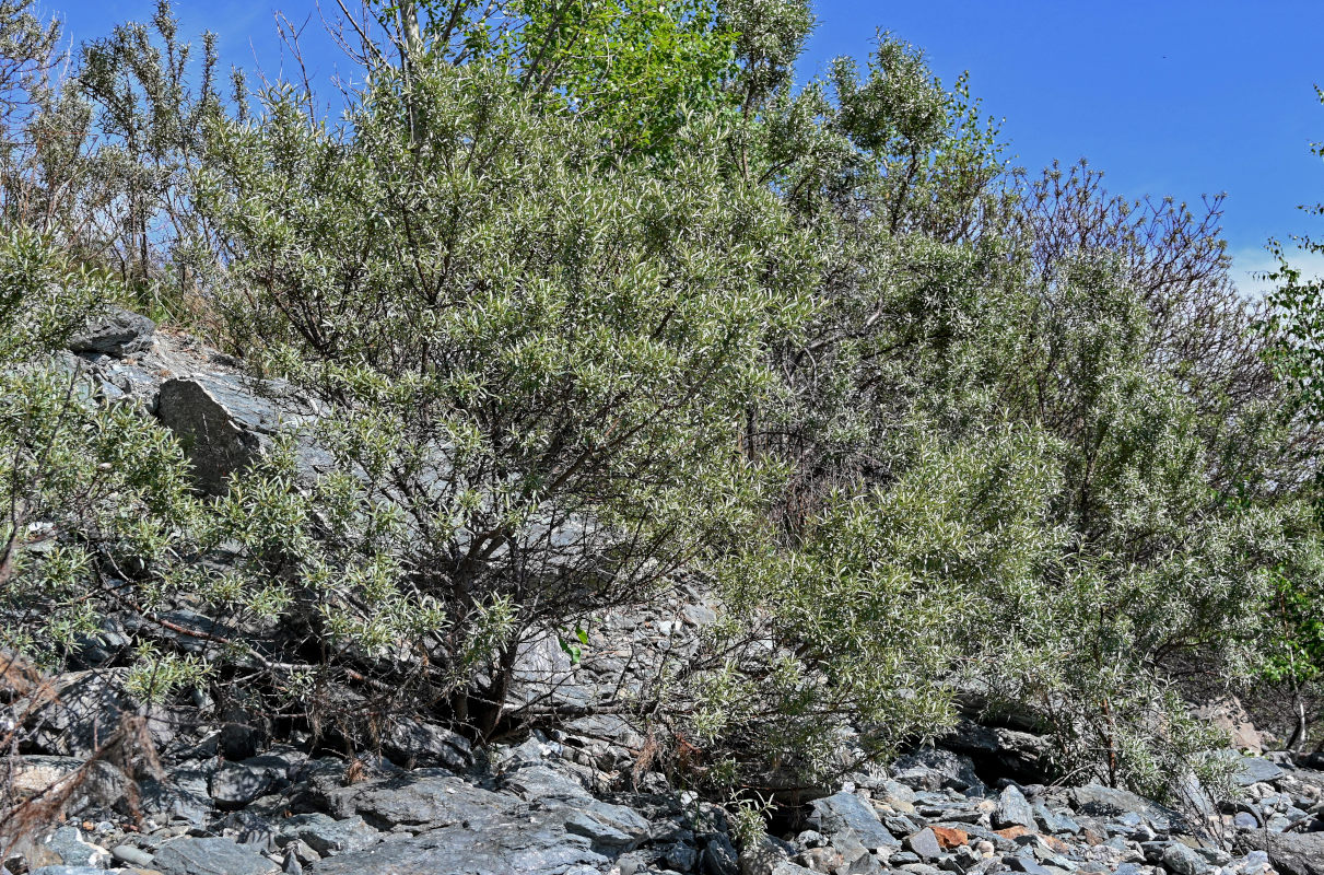 Image of Hippophae rhamnoides specimen.