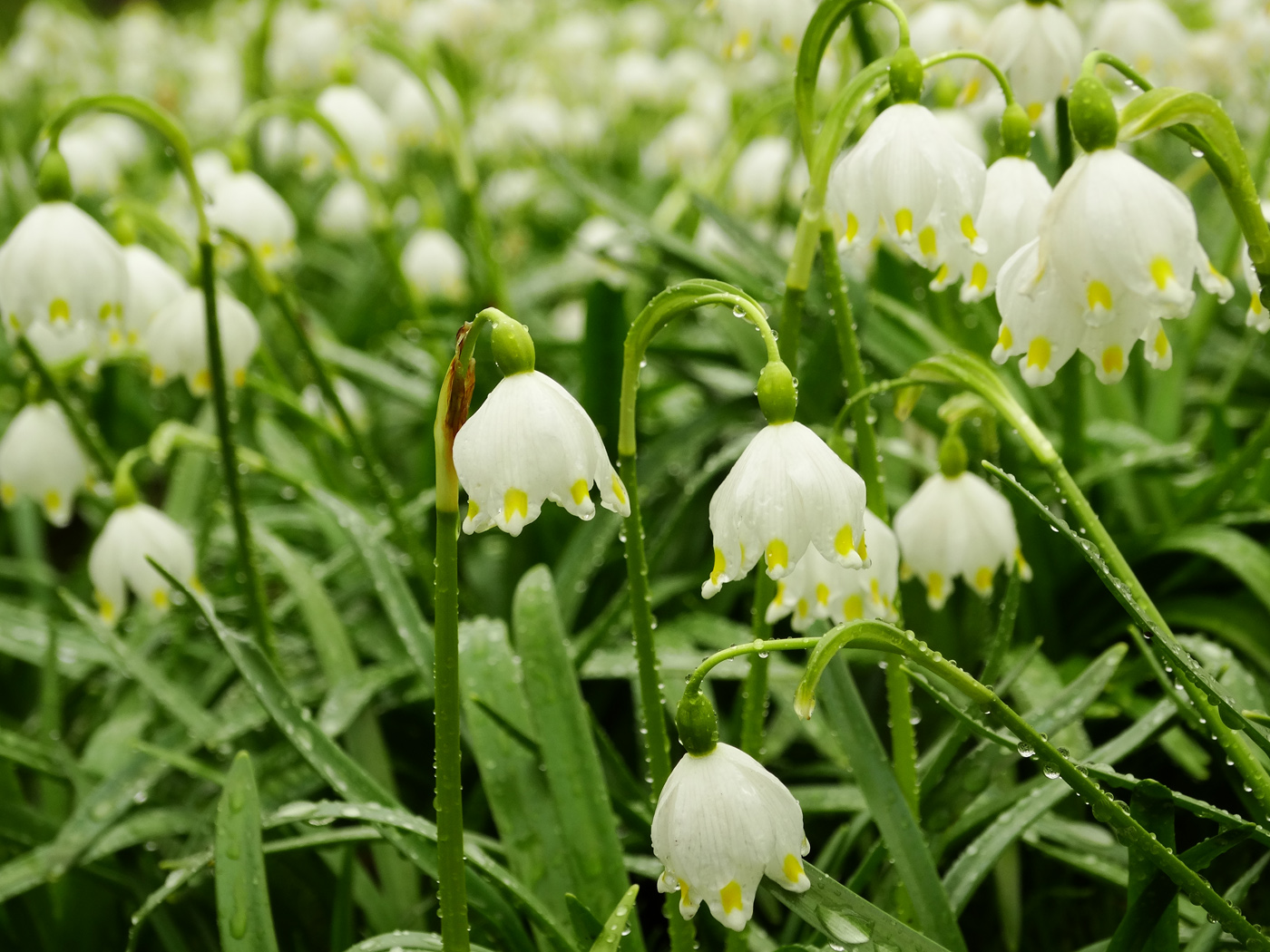 Изображение особи Leucojum vernum.