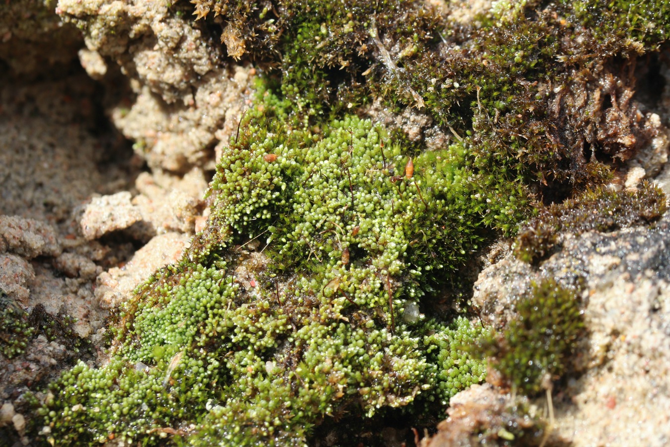 Image of Bryum argenteum specimen.