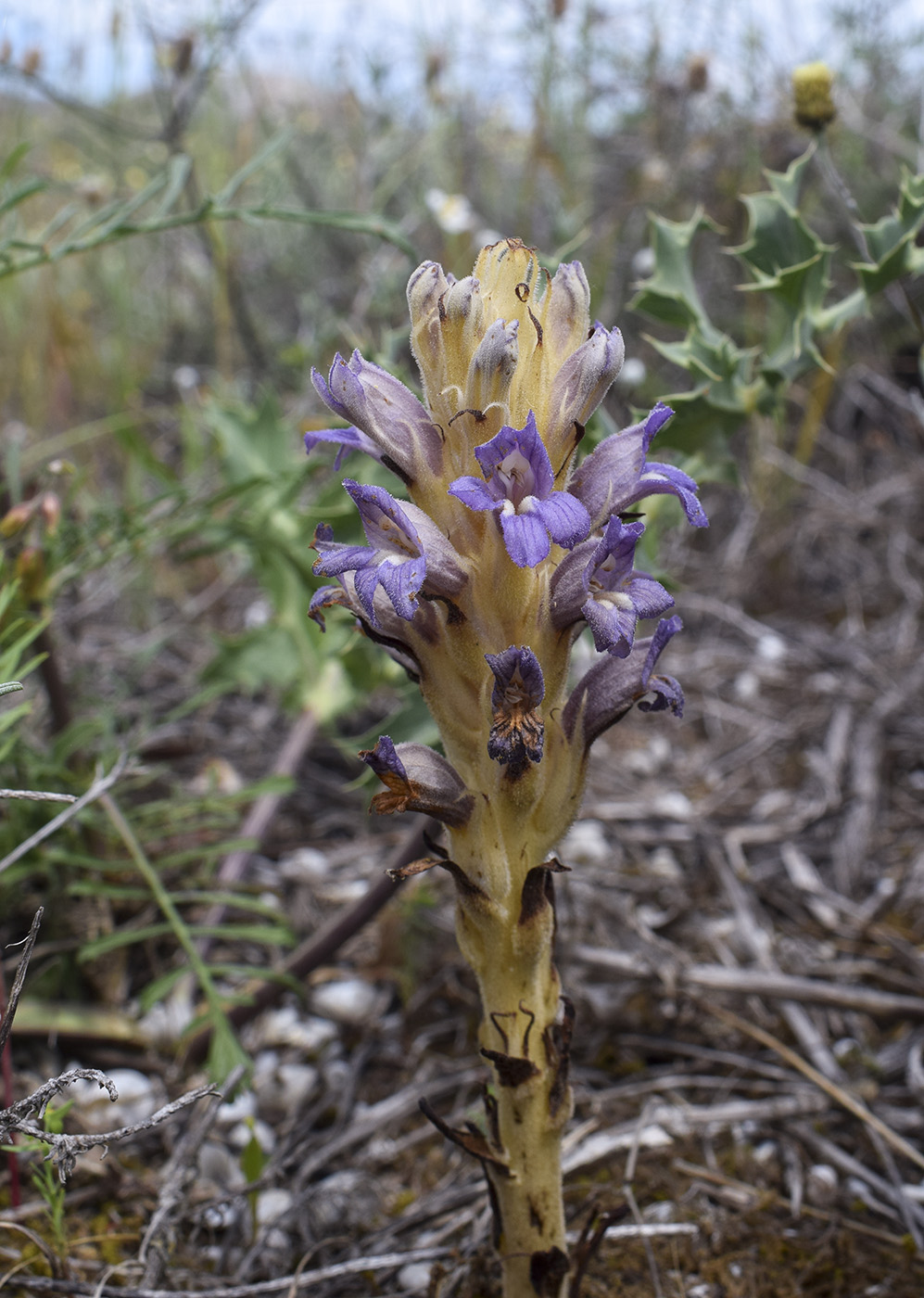 Image of Phelipanche arenaria specimen.