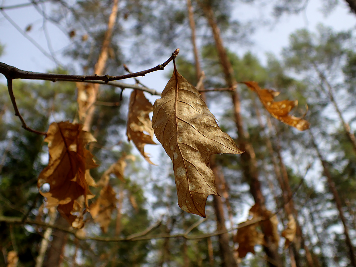 Изображение особи Quercus rubra.