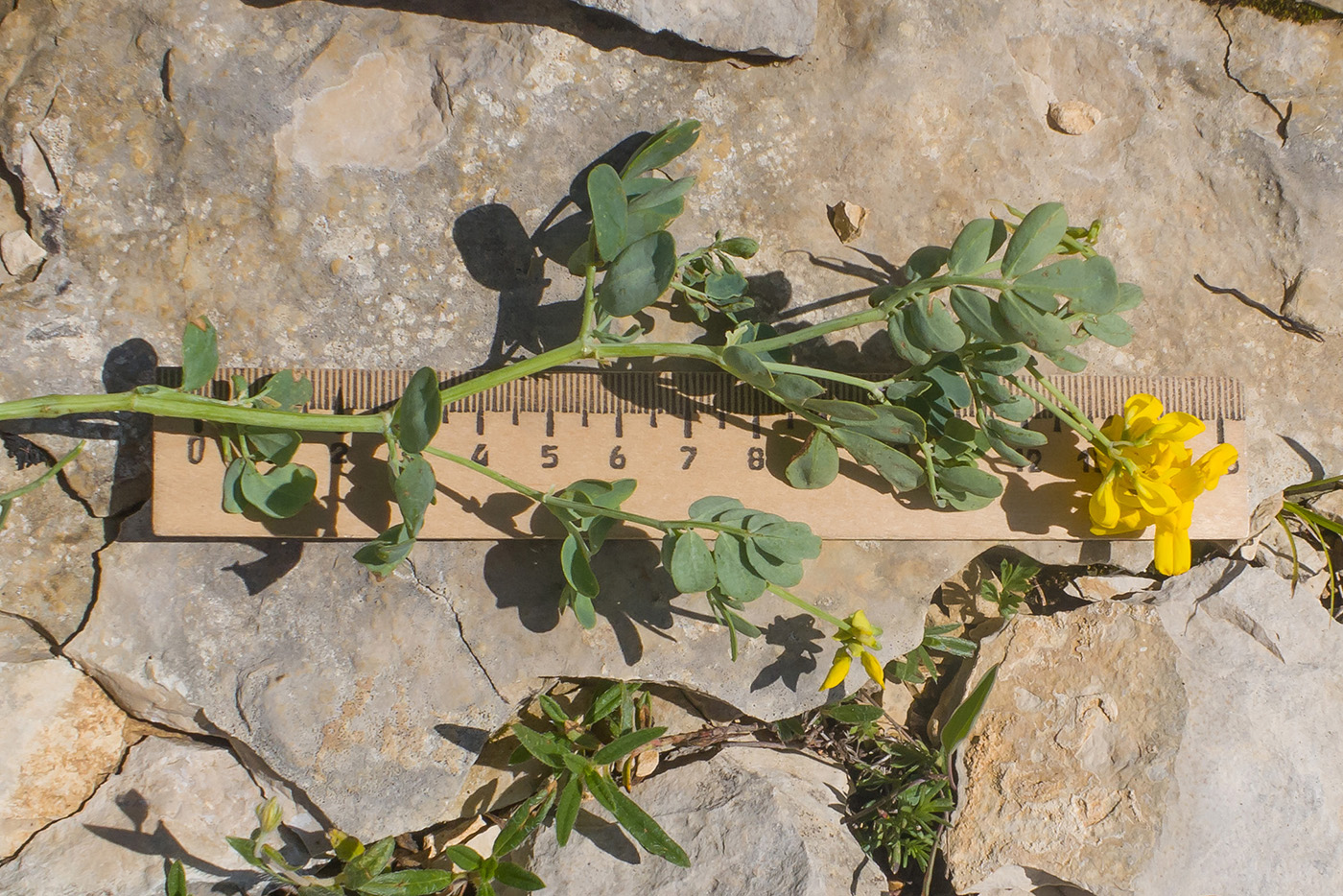 Image of Coronilla coronata specimen.