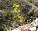 Euphorbia jaxartica
