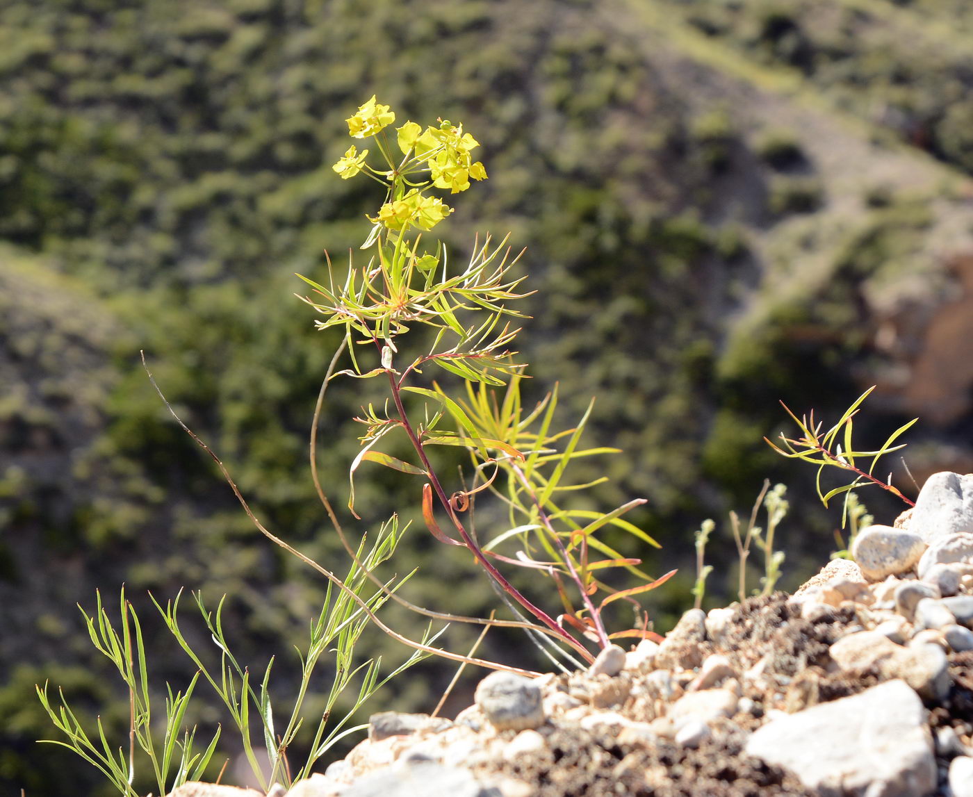 Изображение особи Euphorbia jaxartica.