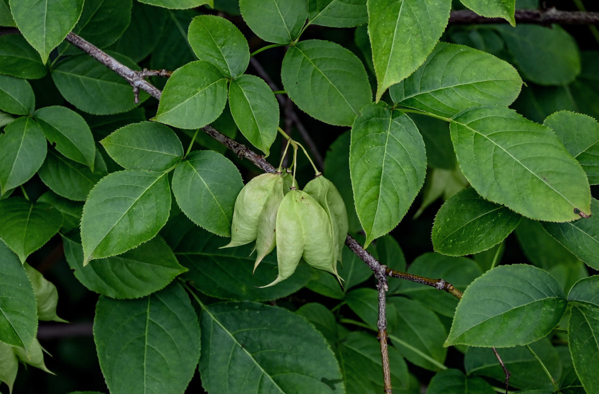 Изображение особи Staphylea colchica.