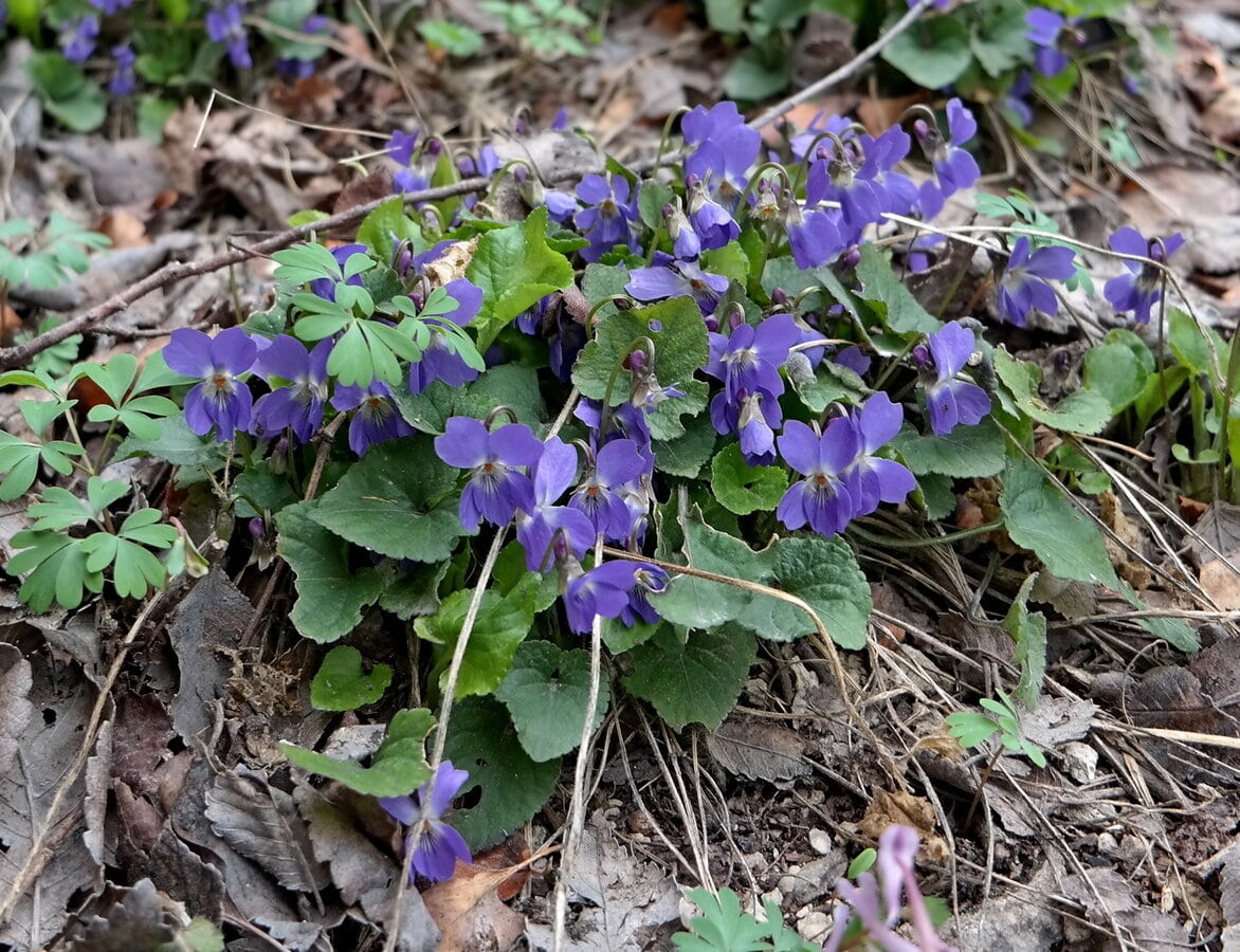 Изображение особи Viola dehnhardtii.