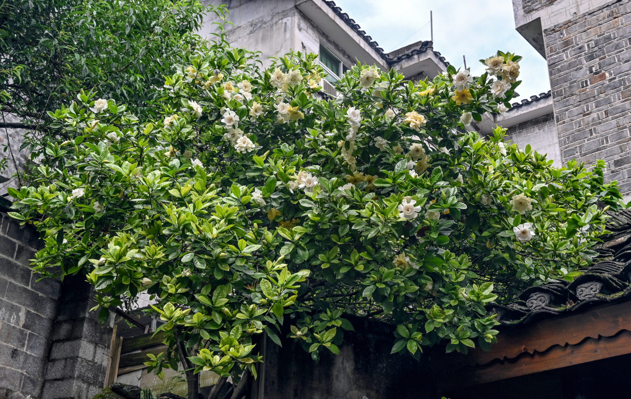 Изображение особи Gardenia jasminoides.