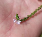 Verbena officinalis