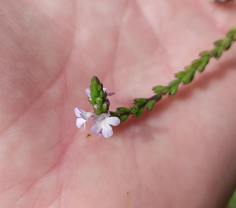 Изображение особи Verbena officinalis.