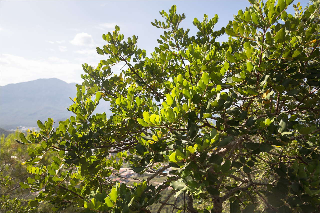 Image of genus Pistacia specimen.